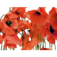 FOTOTAPETE Blumen 375 x 270 cm - Rot, Papier (375/270cm) - Sanders & Sanders
