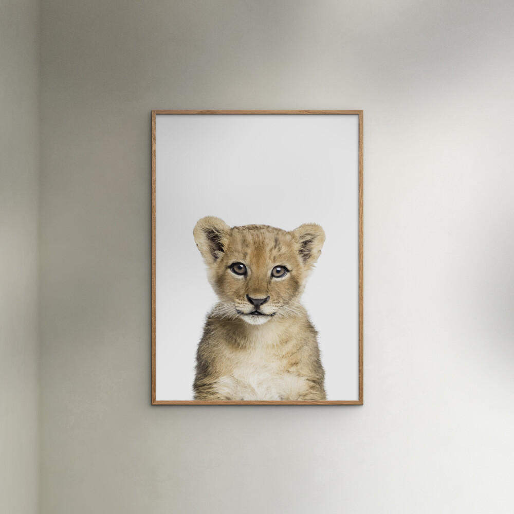 POSTER Kathrin Pienaar - Baby Lion - Weiß, Papier (50/70/0.1cm) - Poster&Frame