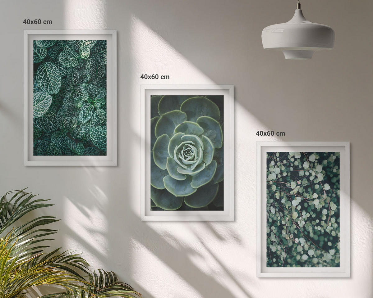 WANDBILDER 3er-Set - 40x60 cm Weißer Rahmen - Sukkulenten - Weiß, Kunststoff (40/60cm) - ArtPrintCave