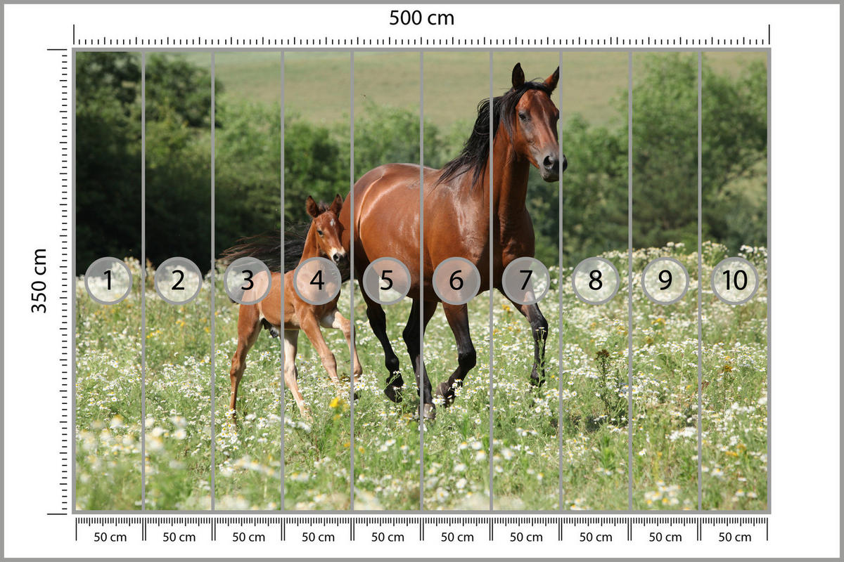 FOTOTAPETE Pferde Lichtung Pflanzen Natur 500x350 - Beige/Schwarz, Papier (500/350cm) - Muralo