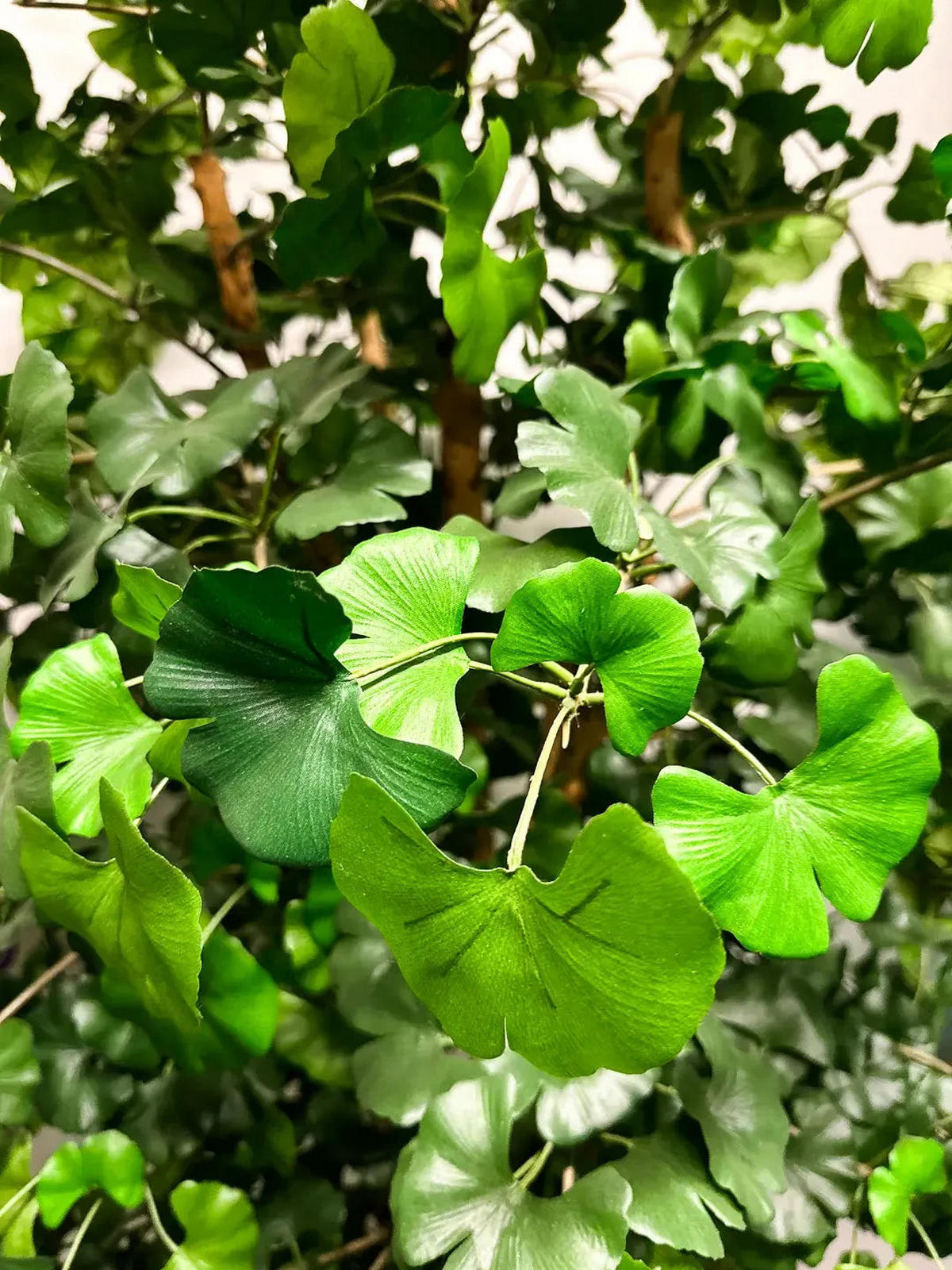 KUNSTBAUM Künstlicher Gingko - Titus 145 cm feuerhemmend - Grün, Kunststoff (145cm) - aplanta