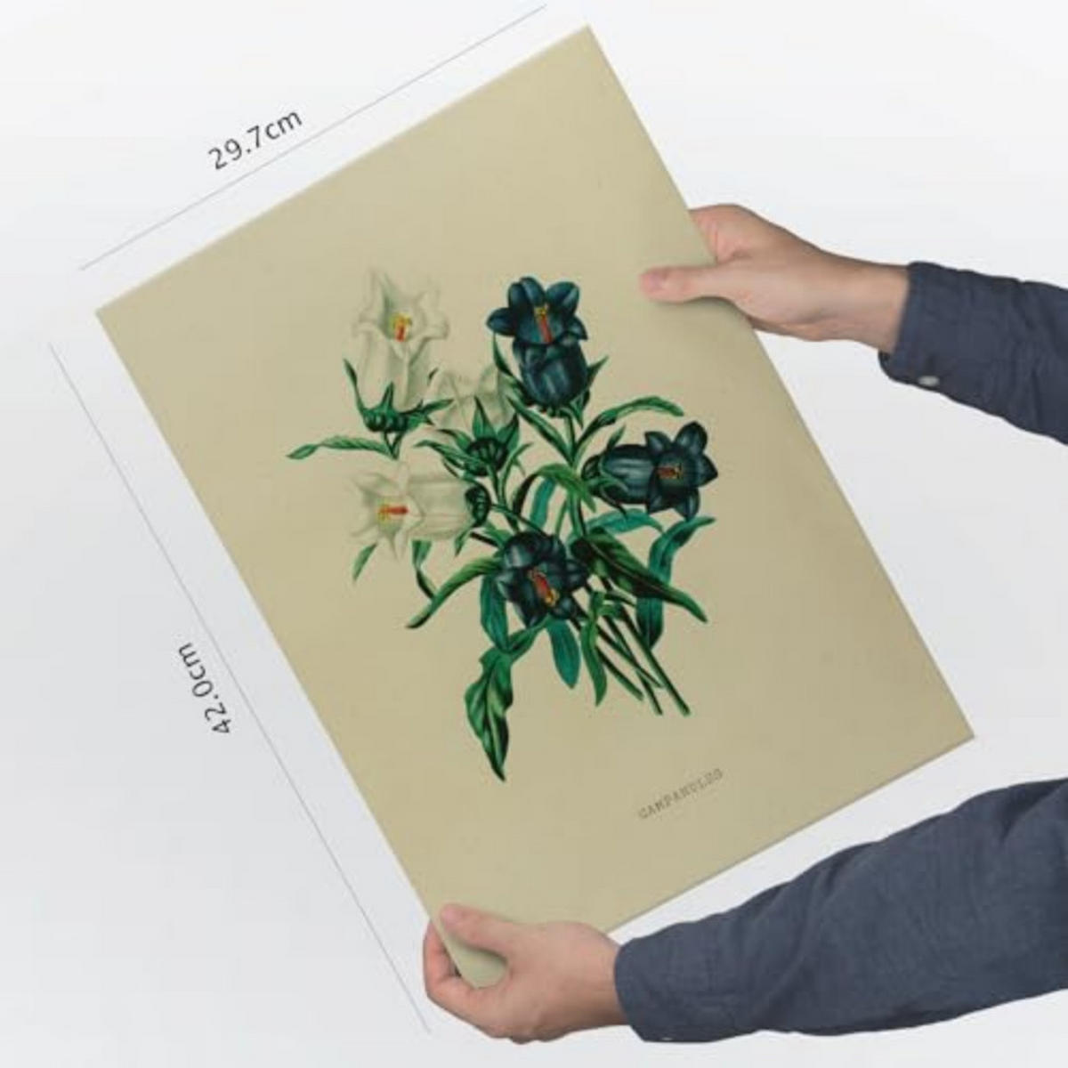 POSTER Impression Artistique Campanule A3 Rahmenlos - Klar, Papier (29.7/5/42cm) - Nacnic