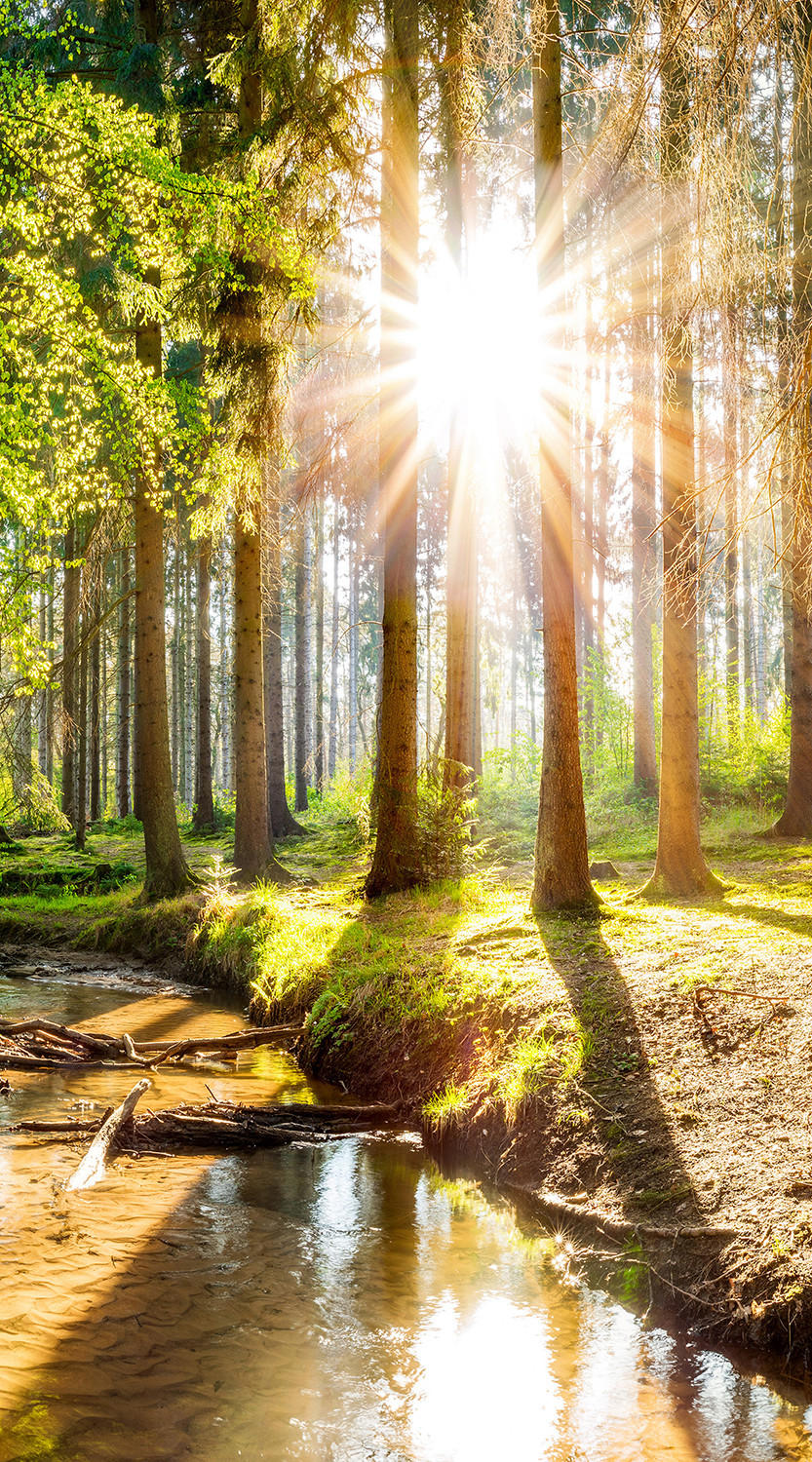 VERDUNKELUNGSROLLO 100x180 cm Sonne im Wald - Braun, Textil (100/180cm) - TULUP