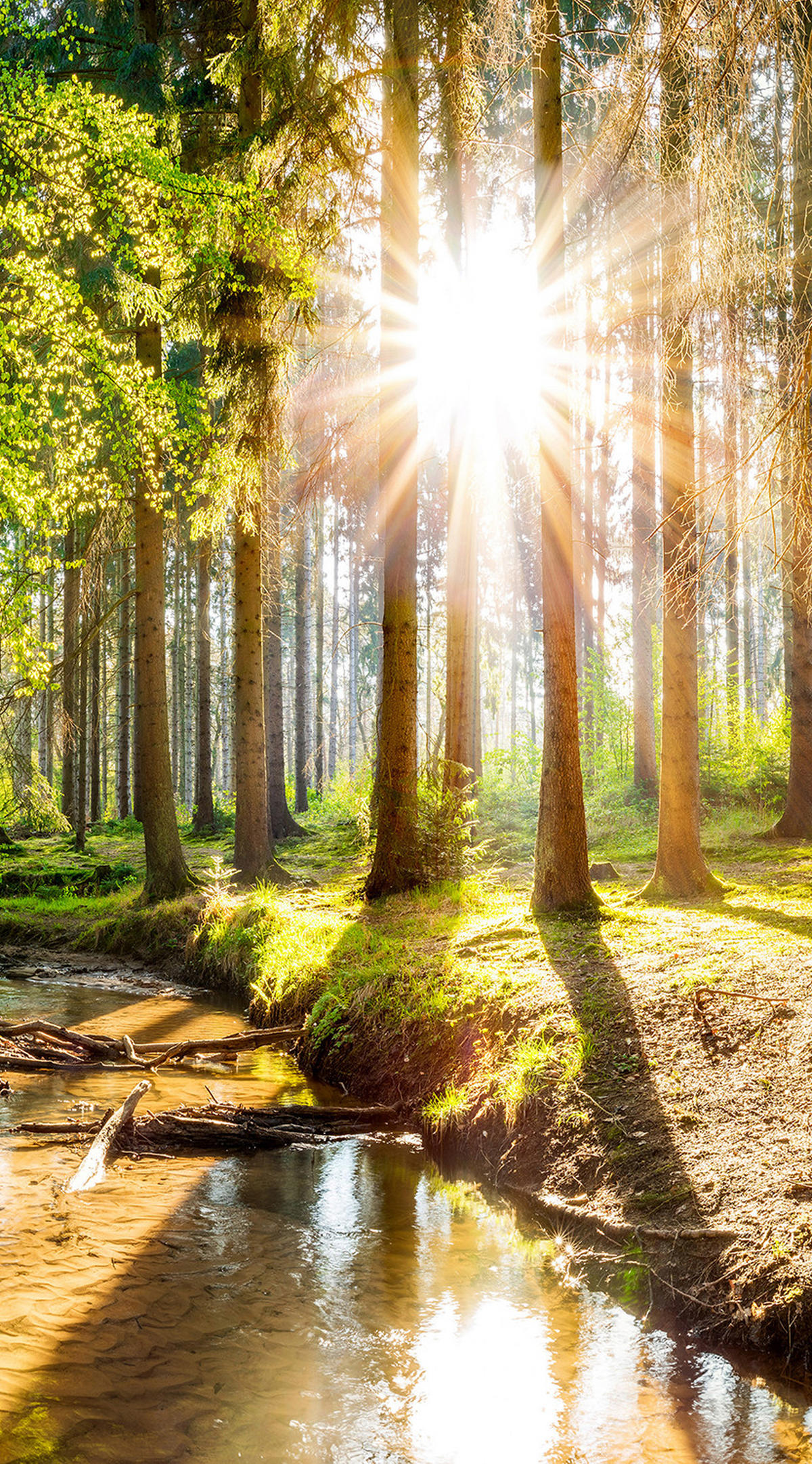 VERDUNKELUNGSROLLO 100x180 cm Sonne im Wald - Braun, Textil (100/180cm) - TULUP