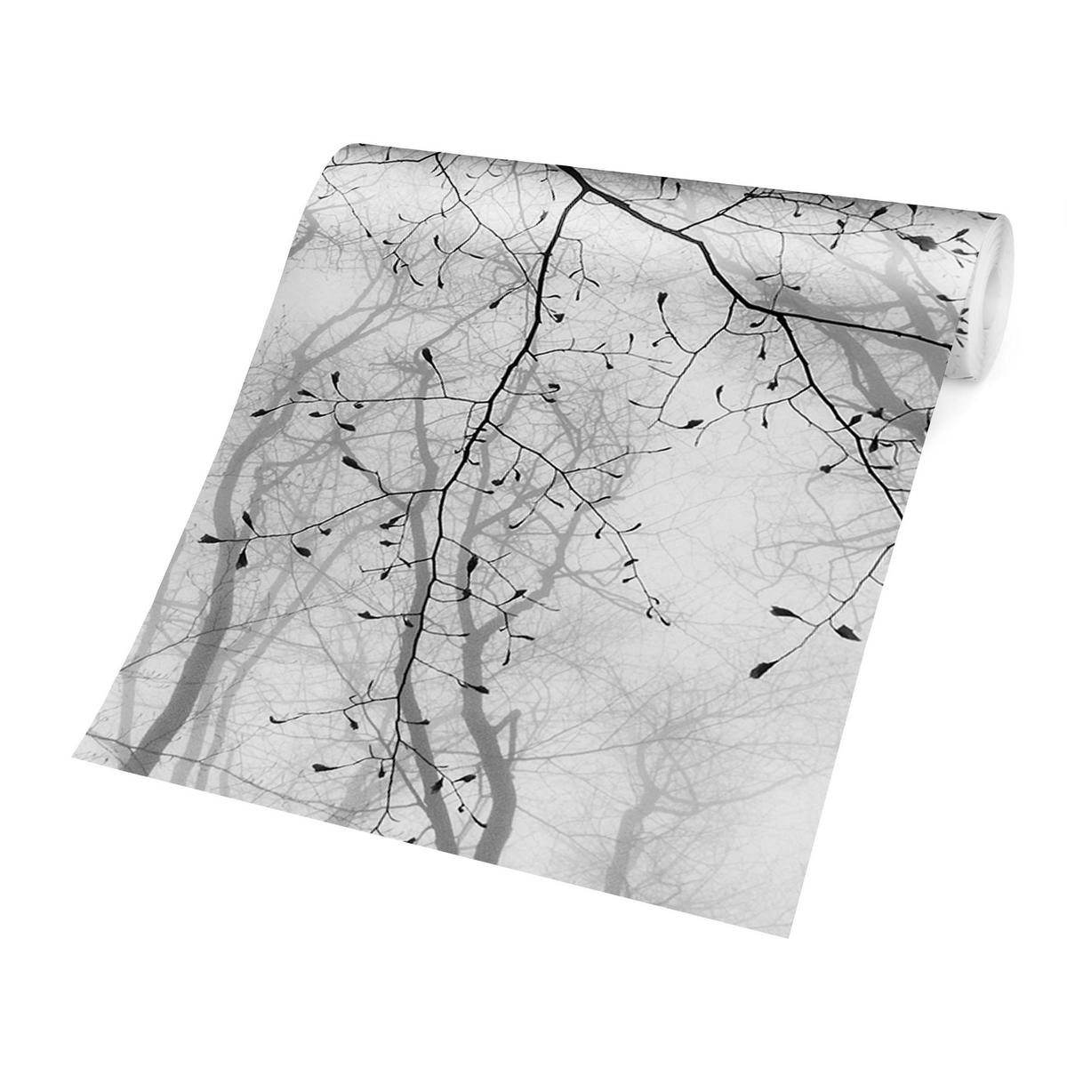 FOTOTAPETE Baumkronen im Himmel 336/225 cm - Schwarz, Papier (336/225cm) - Bilderwelten