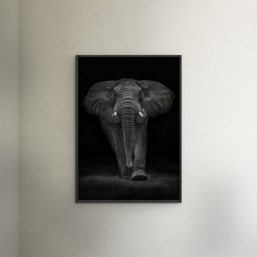 POSTER mit Rahmen Mario Moreno - Ngorongoro Bull - Dunkelgrau/Schwarz, Holz/Papier (30/40cm) - Poster&Frame