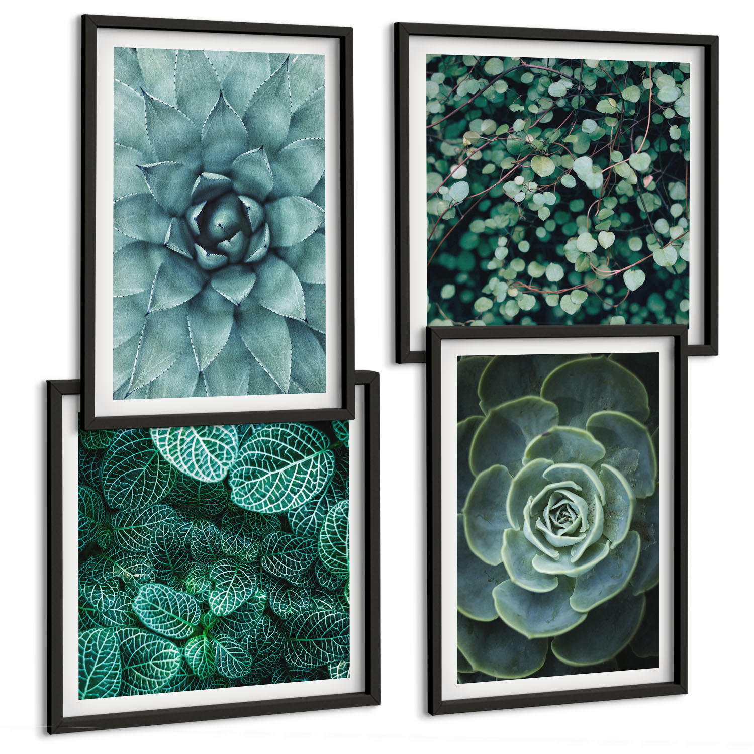 BILDER SET 4er Set - 50x50 cm & 40x60 cm Schwarzer Rahmen - Sukkulenten in Grün und Türkis - Schwarz, Kunststoff (50/50cm) - TULUP