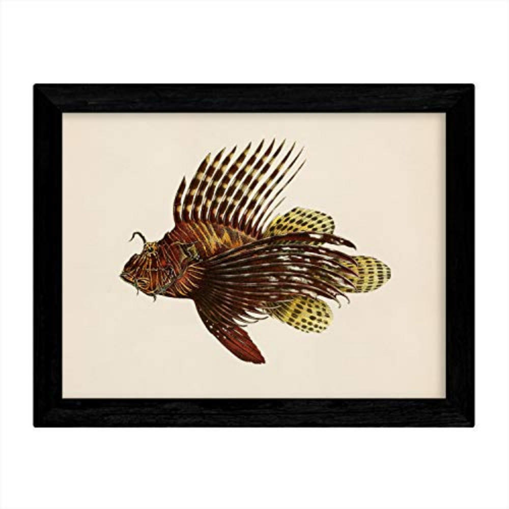 POSTER Fish – Vintage A3 Rahmenlos - Klar, Papier (29.7/5/42cm) - Nacnic