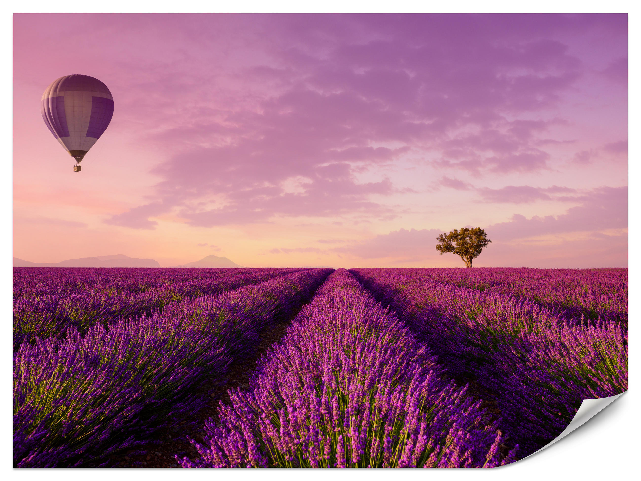 FOTOTAPETE für Wohnzimmer Lavendelfeld Heißluftballon Provence 250x175 - Violett/Lila, Papier (250/175cm) - Muralo