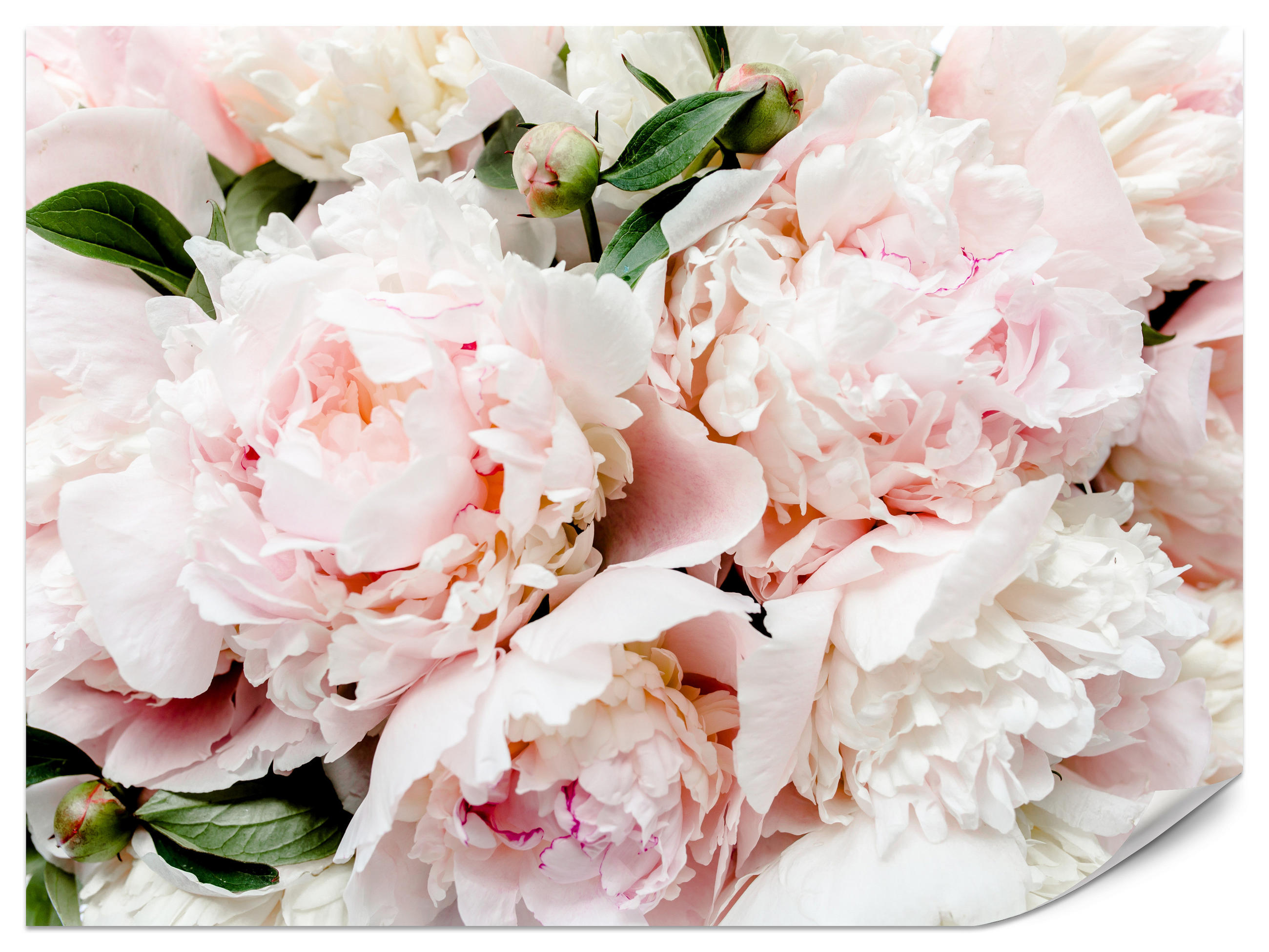 FOTOTAPETE für Schlafzimmer Rosa Zarte Pfingstrosen Natur 250x175 - Rosa/Weiß, Papier (250/175cm) - Muralo