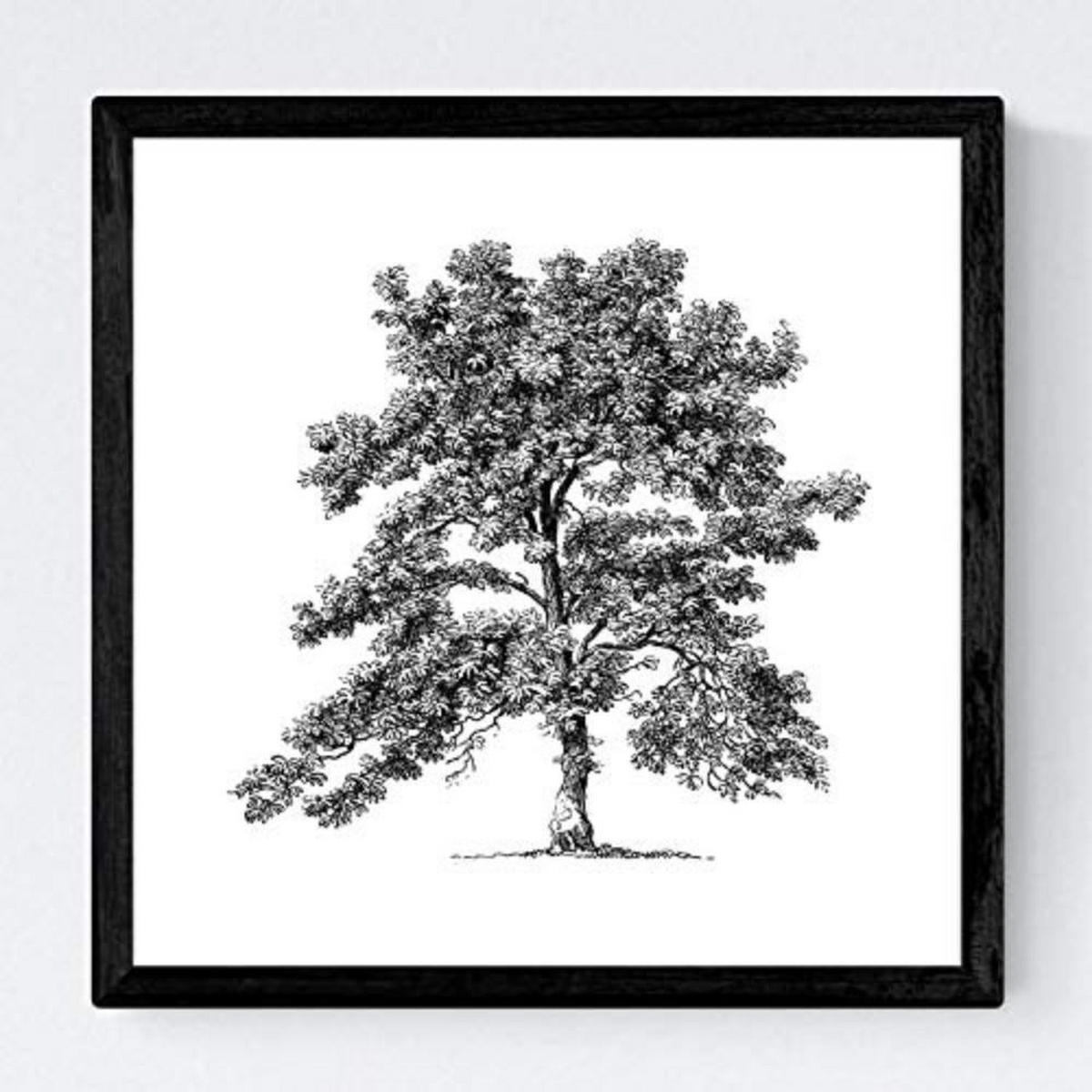 POSTER Set mit 4 Blättern der Bäume ohne Blüten weiß 20x20cm Rahmenlos - Klar, Papier (20/3cm) - Nacnic