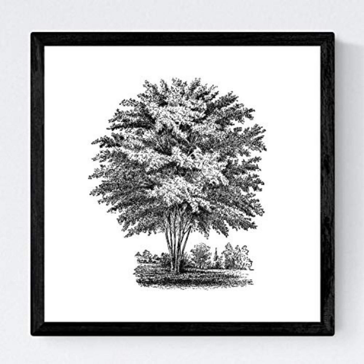 POSTER Set mit 4 Blättern der Bäume in der Welt weiß 30x30 cm Rahmenlos - Klar, Papier (30/3cm) - Nacnic