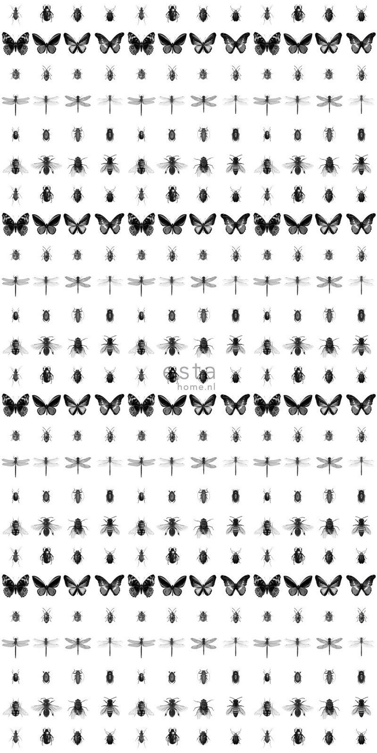 XXL-VLIESTAPETE Zeichnungen von Insekten 50 x 900 cm - Schwarz, Papier (50/900cm) - ESTAhome