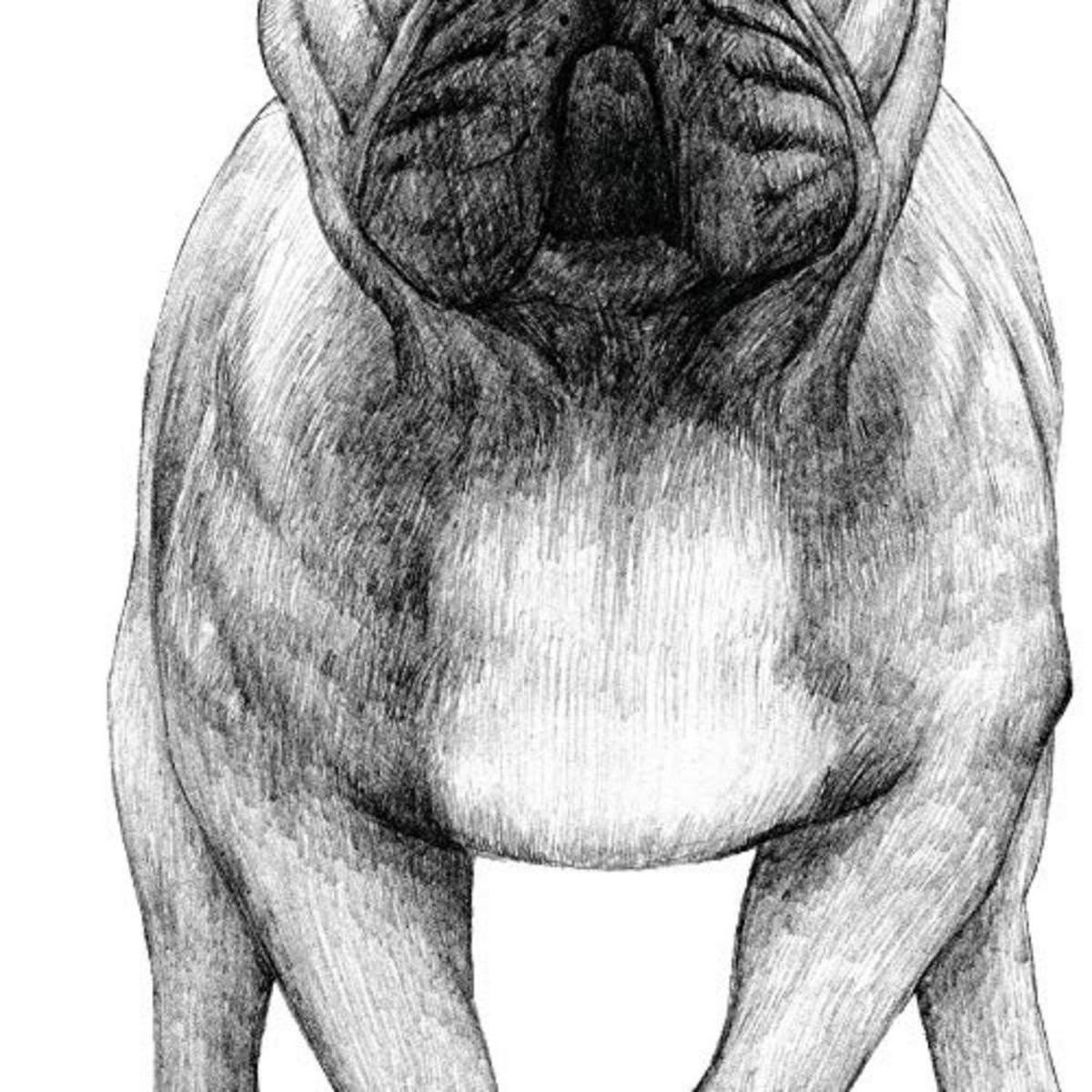 POSTER Set mit 4 Hunderasse A3 Rahmenlos - Klar, Papier (29.7/3cm) - Nacnic