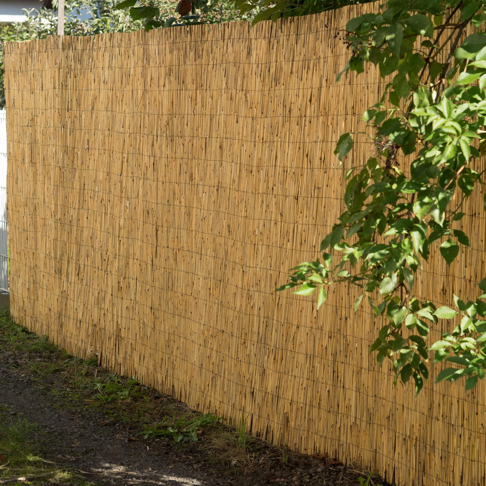 SICHTSCHUTZMATTE Aroa 60x160 cm, Schilfrohr naturfarben - Naturfarben, Naturmaterialien (600/160cm) - DESIGN DELIGHTS