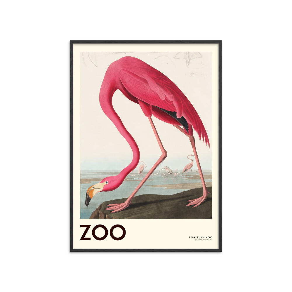 POSTER mit Rahmen A.P. Atelier - The Zoo Collection — Pink Flamingo — Edt. 001 - Pink/Schwarz, Holz/Papier (70/100cm) - Poster&Frame