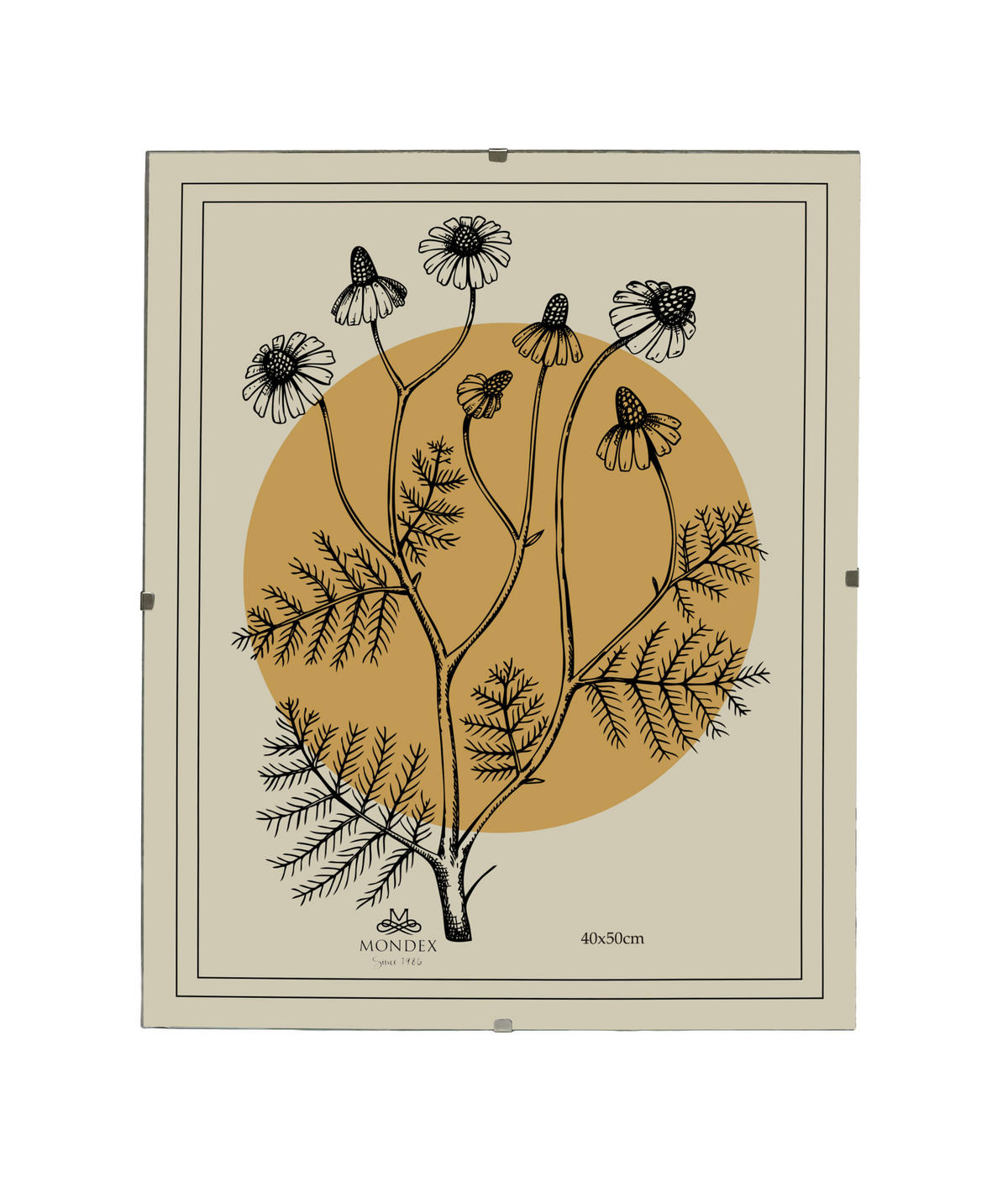 BILDERRAHMEN Adi Transparent 40x50x0.3 cm Kunststoff - Transparent, Kunststoff (0.3/50/40cm) - Mondex