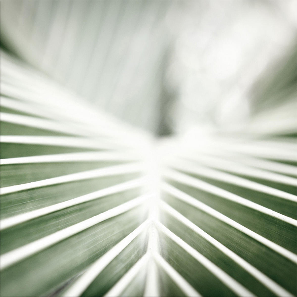 GLASBILD 30×30 cm Tropisches Blatt grün - Weiß, Glas (30/30cm) - artissimo