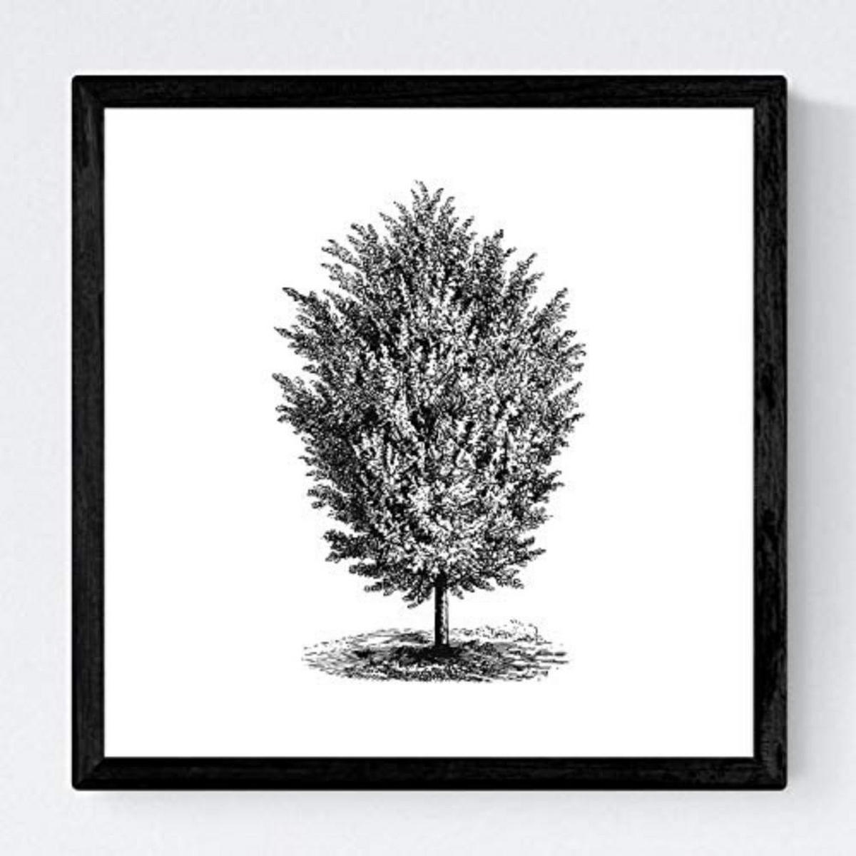 POSTER Set mit 4 Blättern der Bäume in der Welt weiß 30x30 cm Rahmenlos - Klar, Papier (30/3cm) - Nacnic