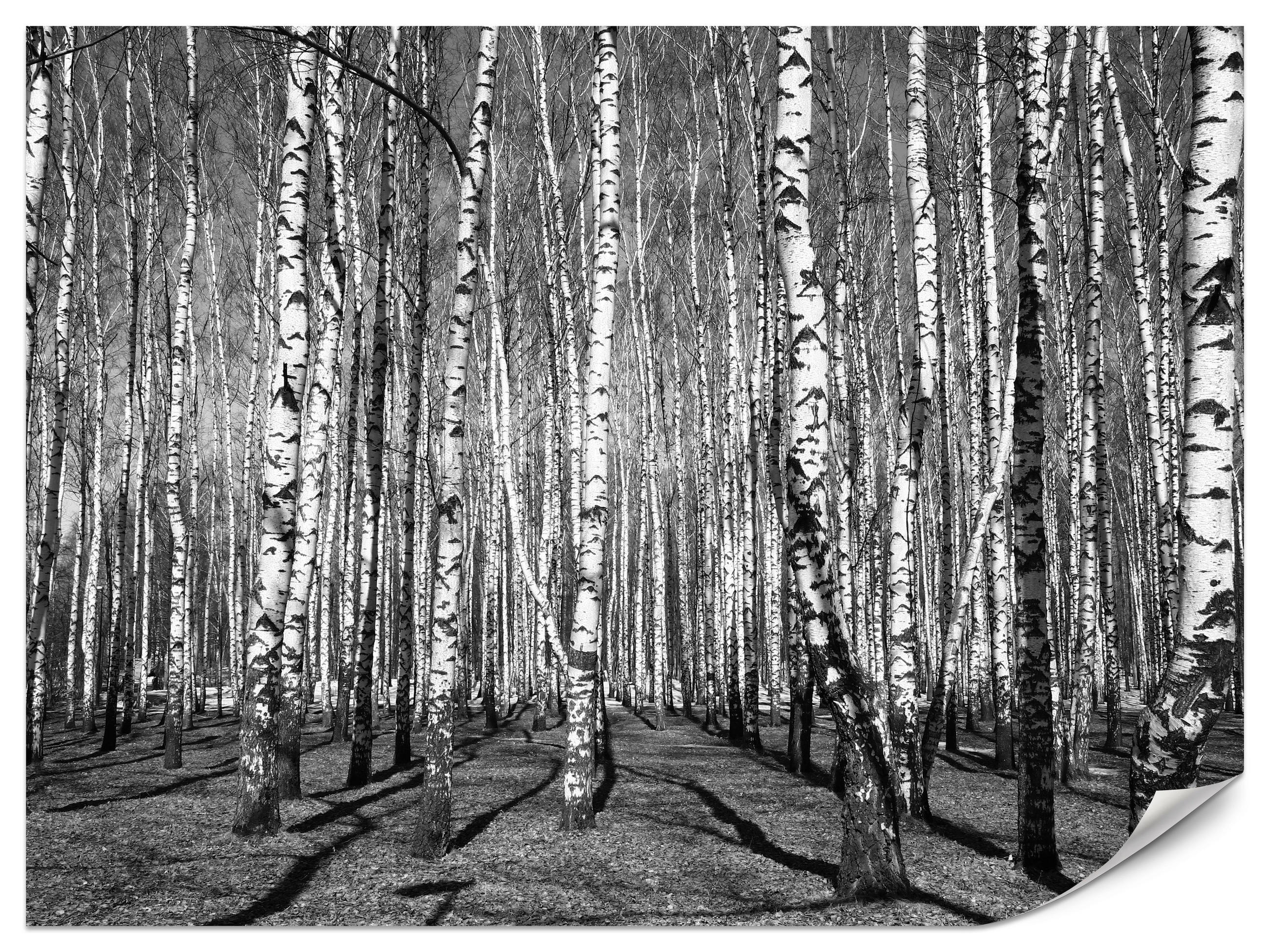 FOTOTAPETE für Wohnzimmer Birkenwald Schwarz-Weiß Minimalistisch 200x140 - Schwarz/Weiß, Papier (200/140cm) - Muralo