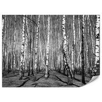 FOTOTAPETE für Wohnzimmer Birkenwald Schwarz-Weiß Minimalistisch 200x140 - Schwarz/Weiß, Papier (200/140cm) - Muralo