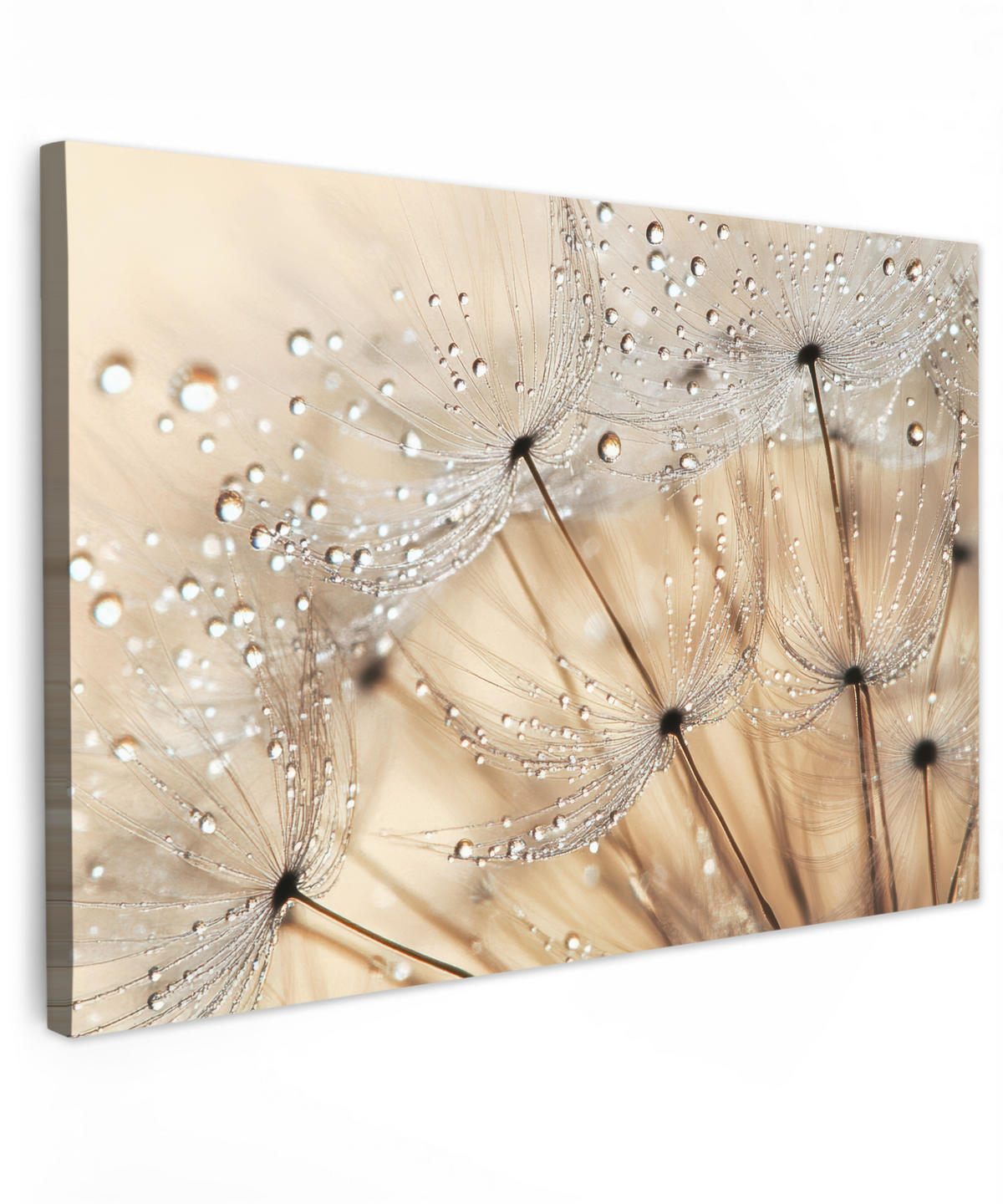 LEINWANDBILD Löwenzahn - Abstrakt - Natur - Beige Groß 140x90 cm - Braun, Textil (140/90cm) - MuchoWow