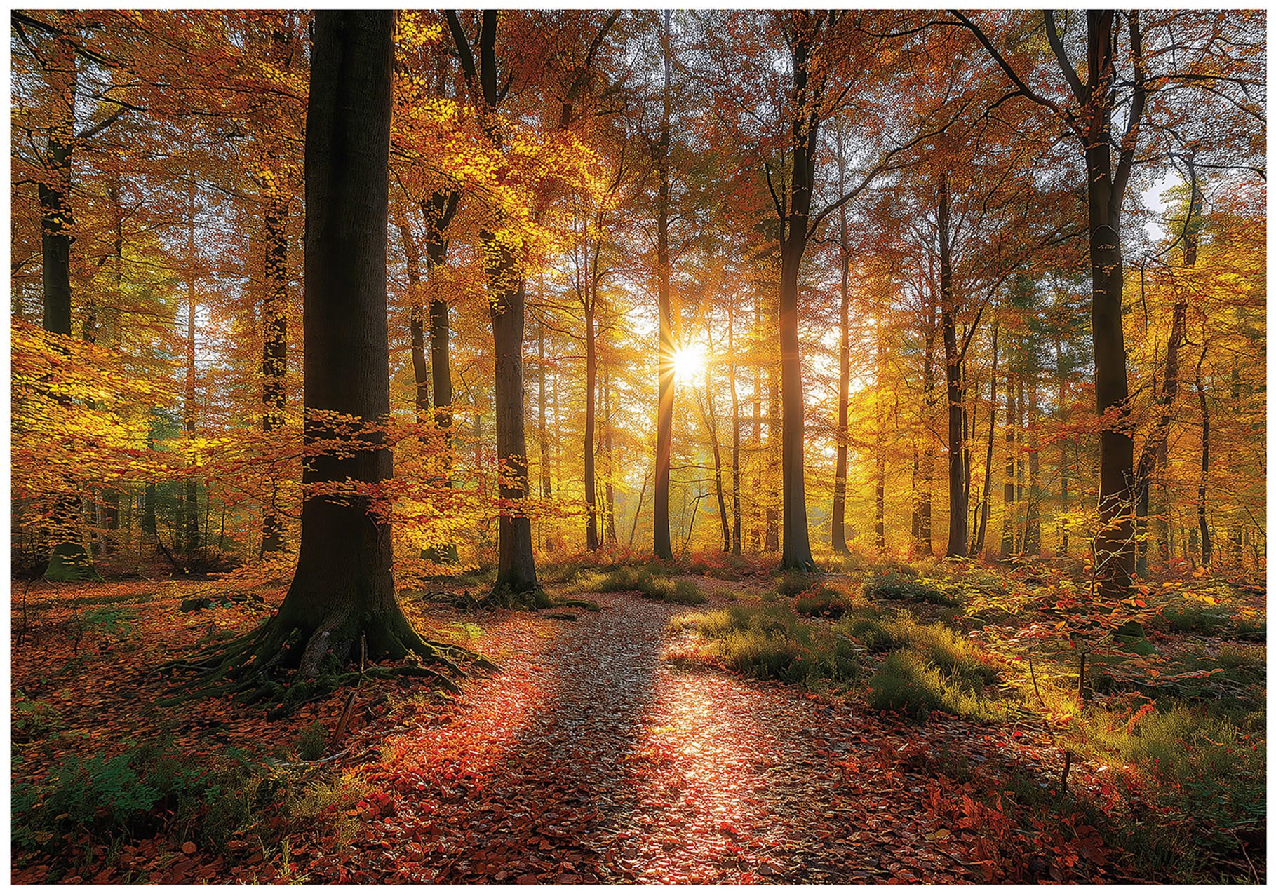 FOTOTAPETE Wald Bäume Braun 200x140 cm - Multicolor, Papier (200/140cm) - Wallarena