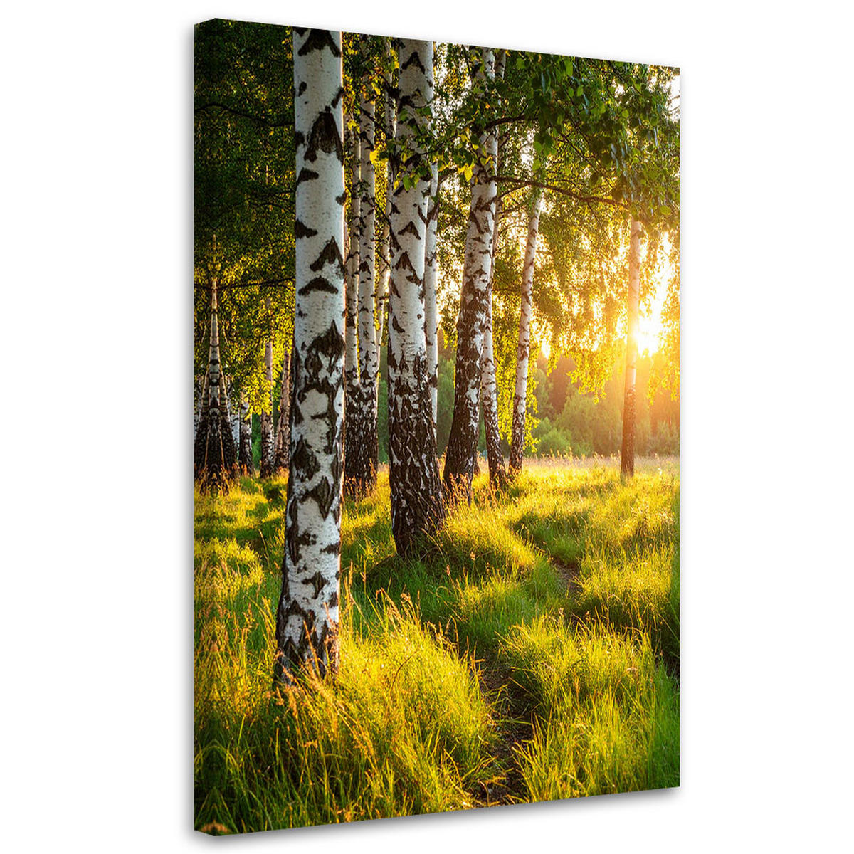 LEINWANDBILD Birkenwald Natur Landschaft 80x120cm - Grün, Textil (80/120cm) - Feeby