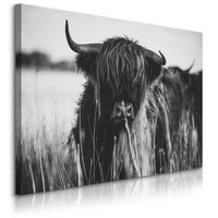 LEINWANDBILD Für Esszimmer Schottische Hochlandrind Kuh Tier 3D 30/20 cm - Schwarz/Weiß, Textil (30/20cm) - Muralo