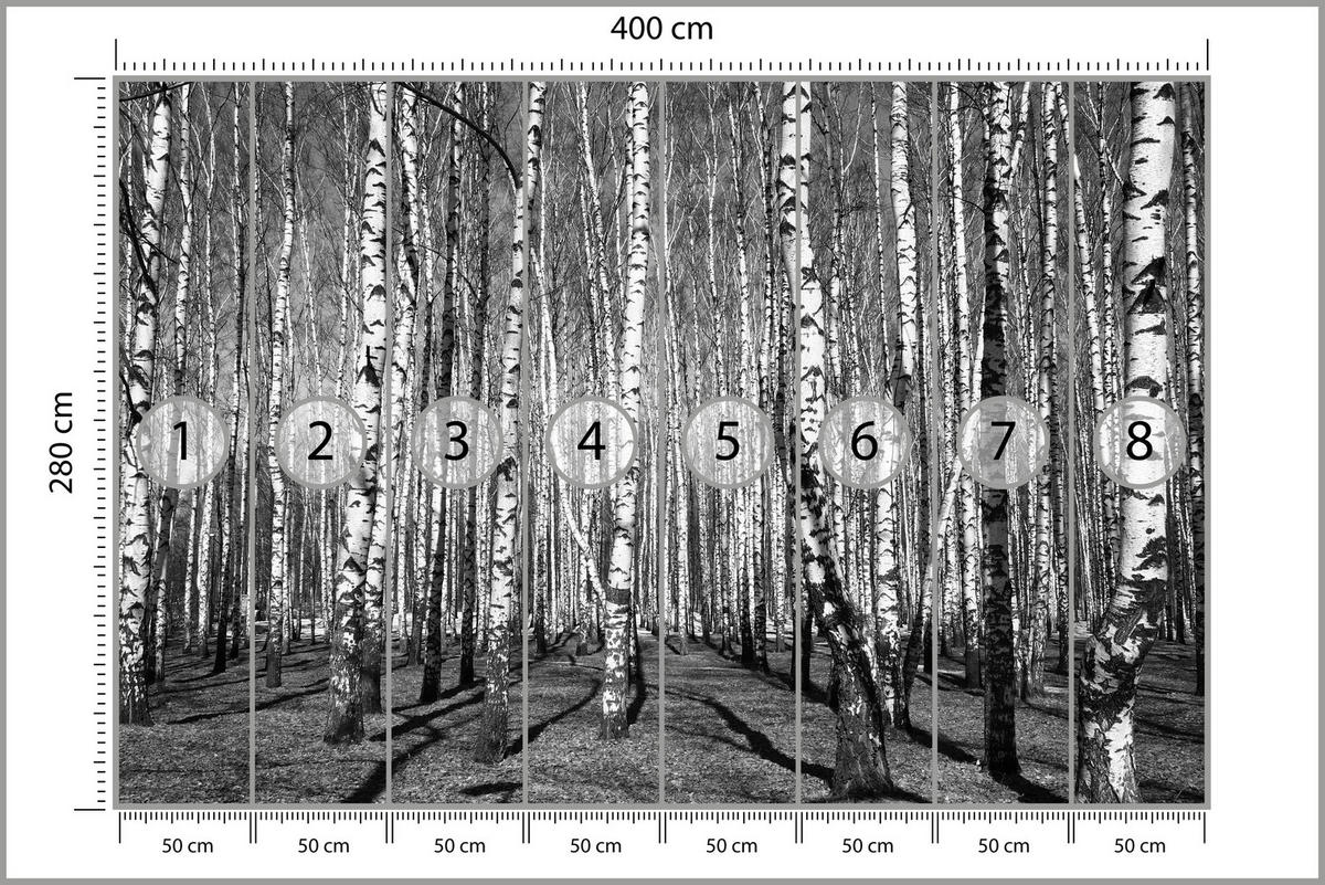 FOTOTAPETE für Wohnzimmer Birkenwald Schwarz-Weiß Minimalistisch 400x280 - Schwarz/Weiß, Papier (400/280cm) - Muralo