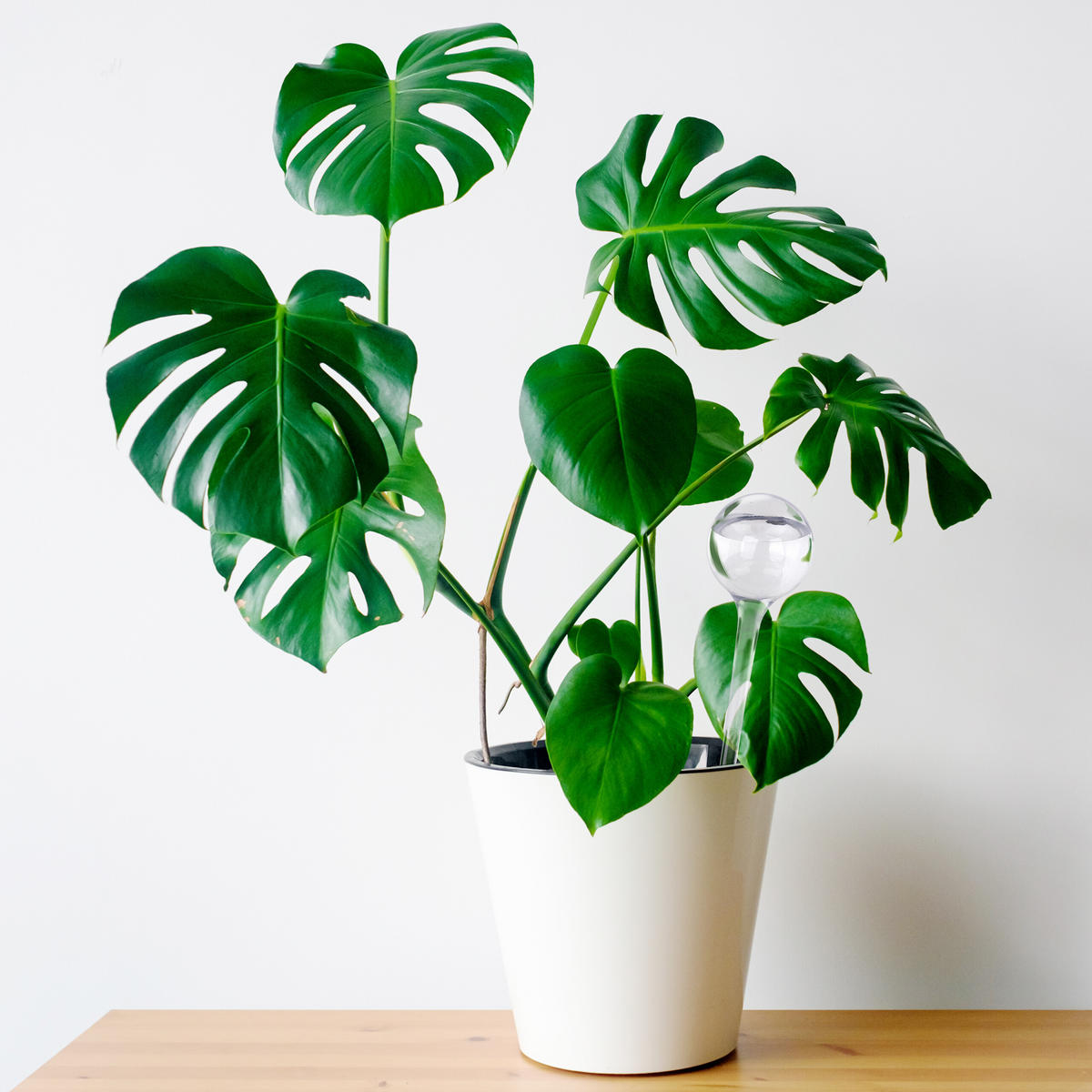 10XBEWÄSSERUNGSKUGEL - Transparent, Kunststoff (8/28/8cm) - Relaxdays