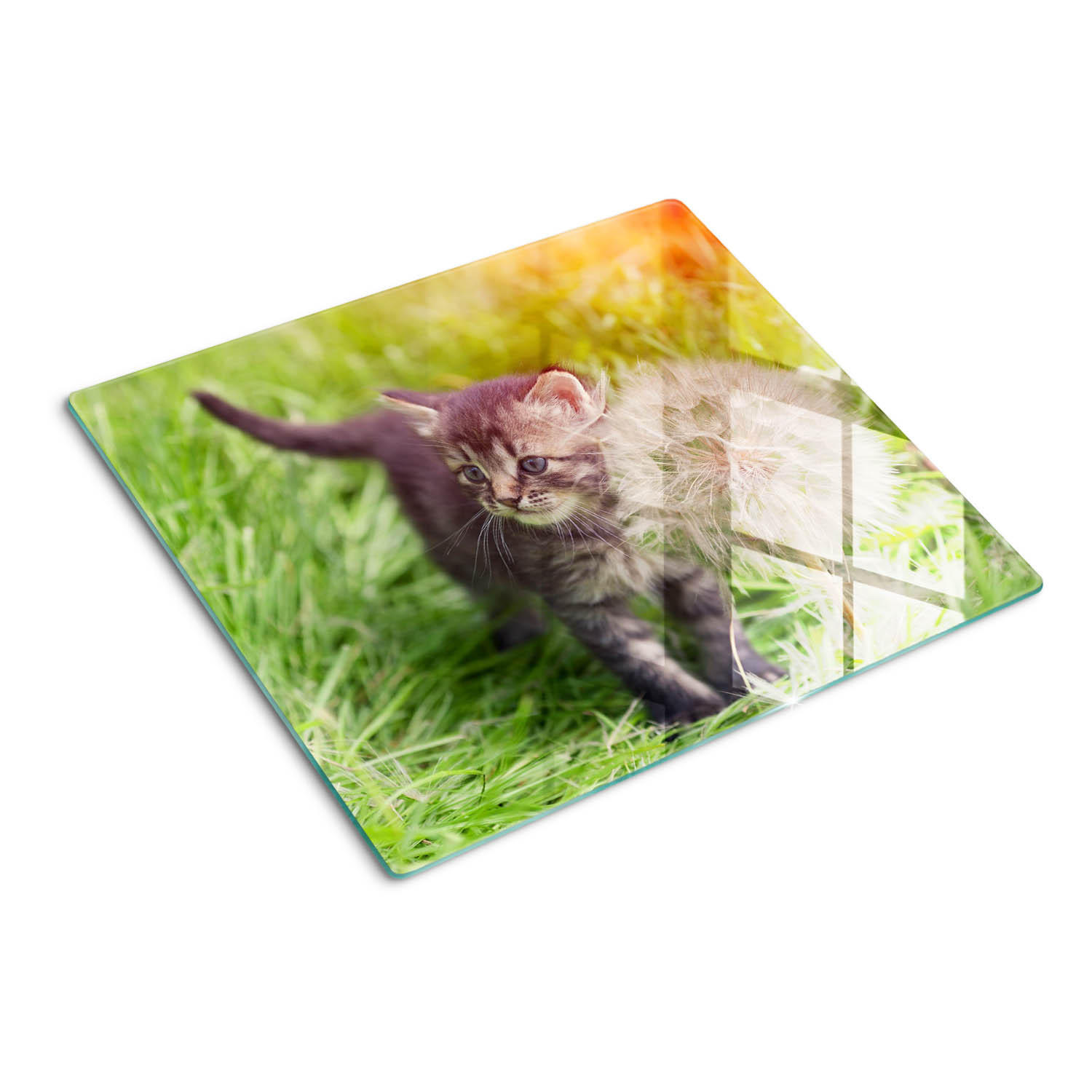 GLASPLATTE 60x52 cm Löwenzahnkätzchen - Grau, Glas (60/0.4/52cm) - TULUP