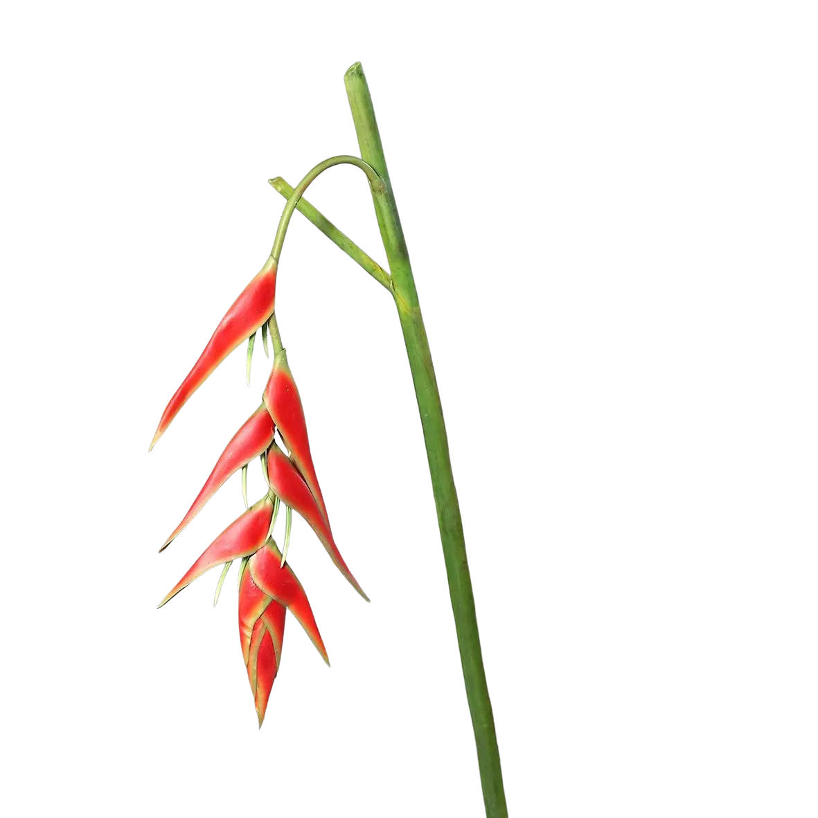 KUNSTBAUM Künstliche Helikonie - Dodo 114 cm - Grün, Kunststoff (114cm) - aplanta