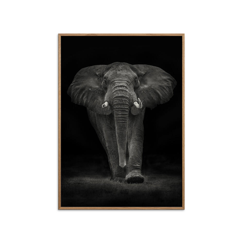 POSTER mit Rahmen Mario Moreno - Ngorongoro Bull - Dunkelgrau/Eichefarben, Holz/Papier (50/70cm) - Poster&Frame
