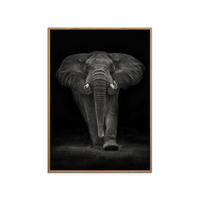POSTER mit Rahmen Mario Moreno - Ngorongoro Bull - Dunkelgrau/Eichefarben, Holz/Papier (50/70cm) - Poster&Frame
