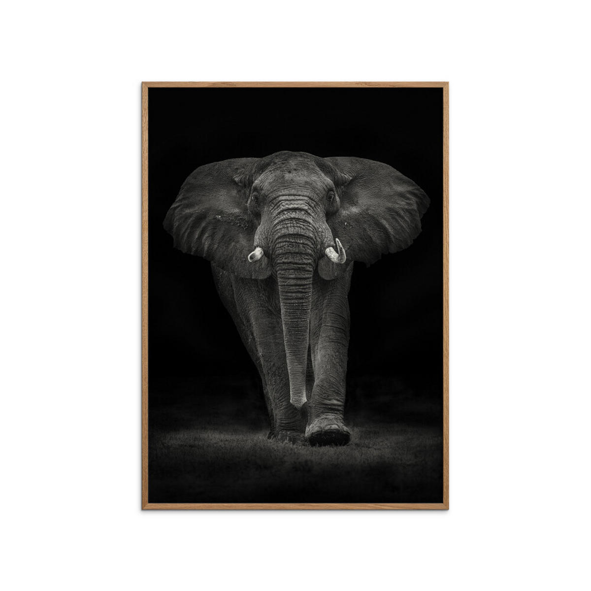 POSTER mit Rahmen Mario Moreno - Ngorongoro Bull - Dunkelgrau/Eichefarben, Holz/Papier (50/70cm) - Poster&Frame