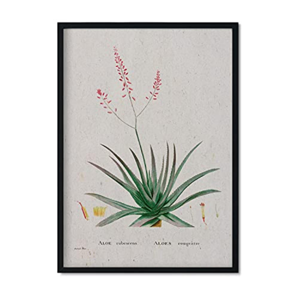 POSTER Redouté 148 A3 Rahmenlos - Klar, Papier (29.7/5/42cm) - Nacnic