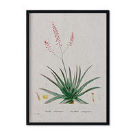 POSTER Redouté 148 A3 Rahmenlos - Klar, Papier (29.7/5/42cm) - Nacnic