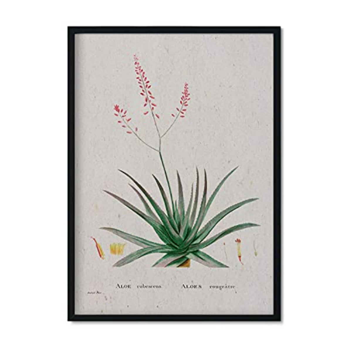 POSTER Redouté 148 A3 Rahmenlos - Klar, Papier (29.7/5/42cm) - Nacnic