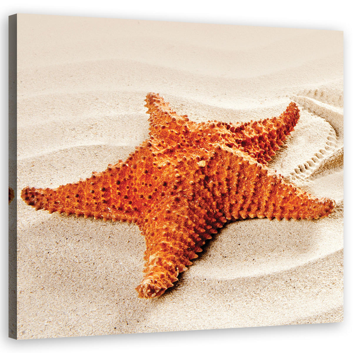 LEINWANDBILD, Tiere - Beige 30x30cm - Beige, Textil (30/30cm) - Feeby