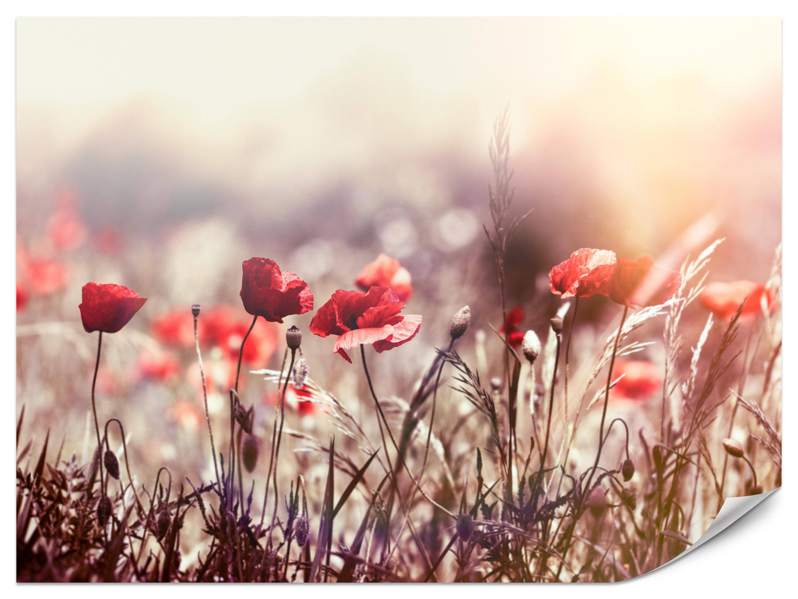 FOTOTAPETA Pre Jedáleň Poľné Kvety Červená Maková Lúka Slnko 500 x 350 cm - oranžová/hnedá, papier (500/350cm) - Muralo