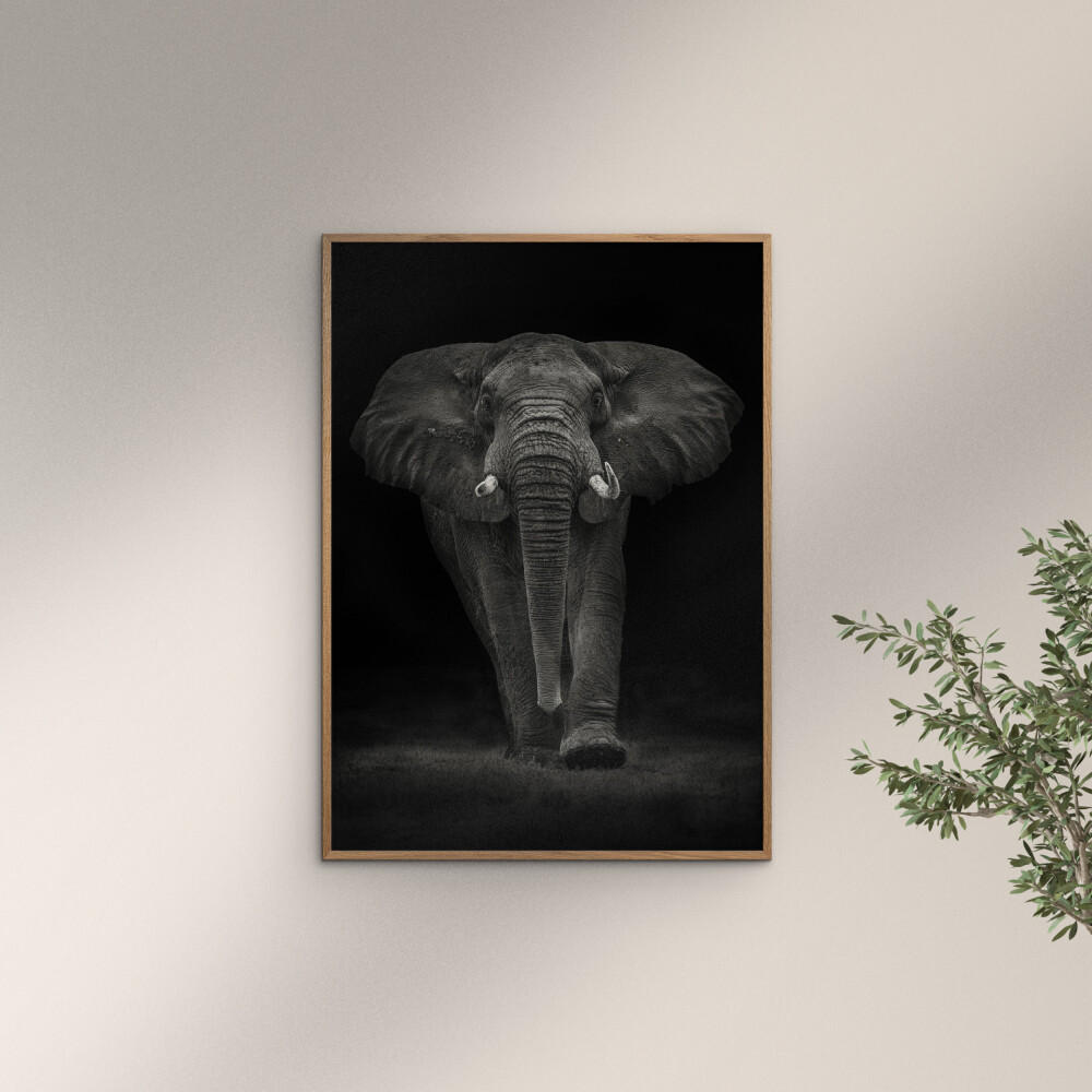 POSTER mit Rahmen Mario Moreno - Ngorongoro Bull - Dunkelgrau/Eichefarben, Holz/Papier (30/40cm) - Poster&Frame
