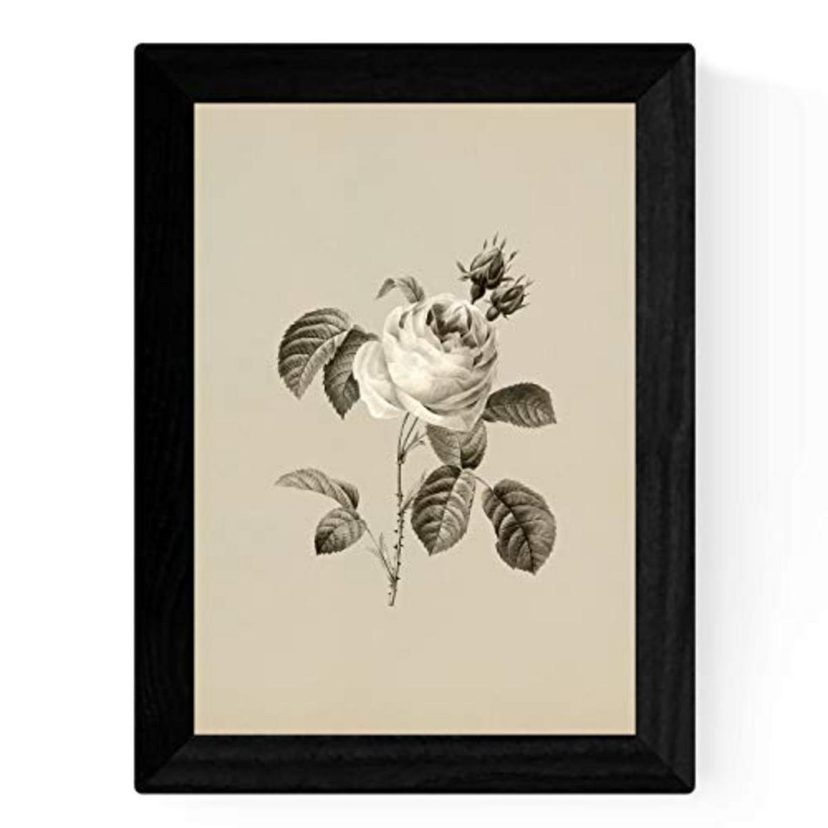 POSTER Set mit 4 Botanische Jahrgang Hintergrund Rosa Blumen A3 Rahmenlos - Klar, Papier (29.7/3cm) - Nacnic