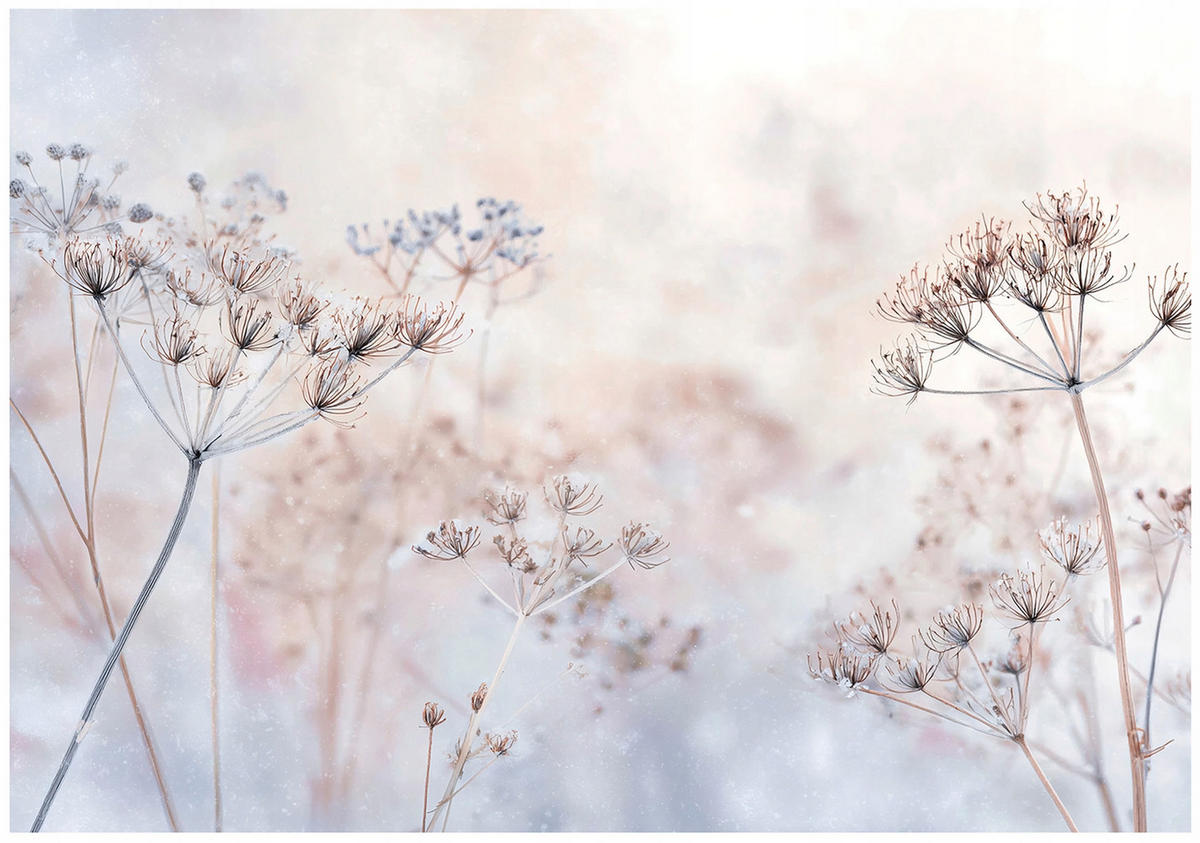 FOTOTAPETE Blumen Pusteblumen Beige 300x210 cm - Multicolor, Papier (300/210cm) - Wallarena