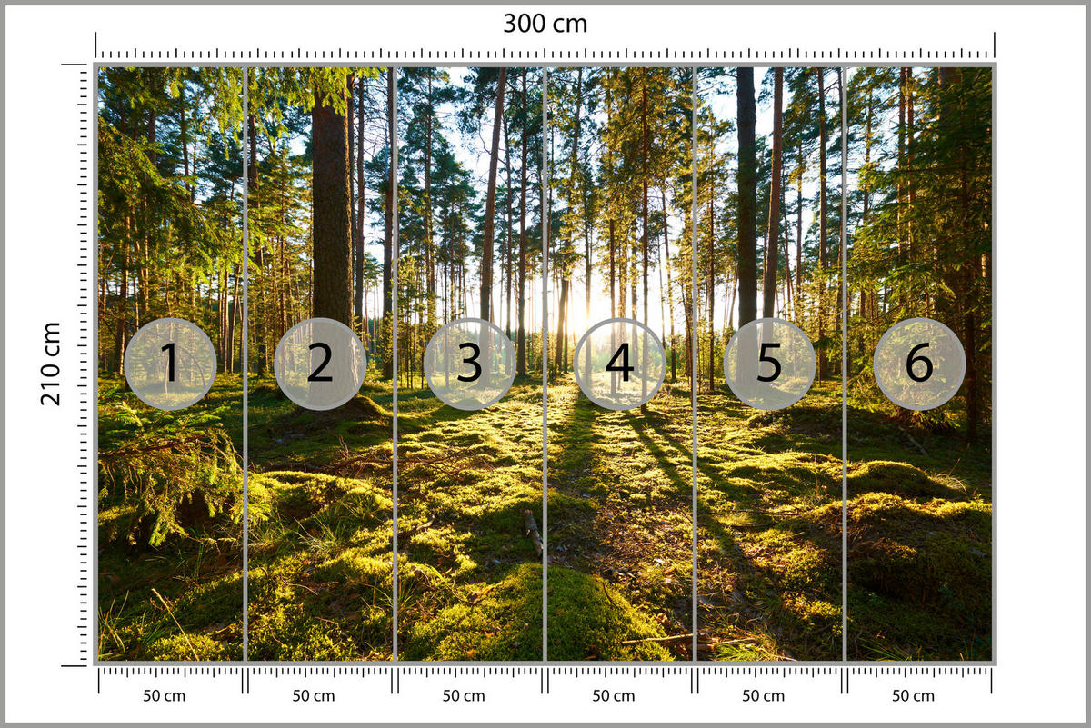 FOTOTAPETE für Küche Sonnenaufgang WALD Moss Bäume Sonnenstrahl 300x210 - Gelb/Braun, Papier (300/210cm) - Muralo