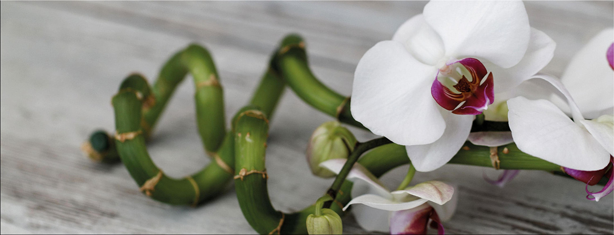 GLASBILD 80x30 cm Orchidee Zen - Beige, Glas (80/30cm) - artissimo