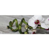 GLASBILD 80x30 cm Orchidee Zen - Beige, Glas (80/30cm) - artissimo