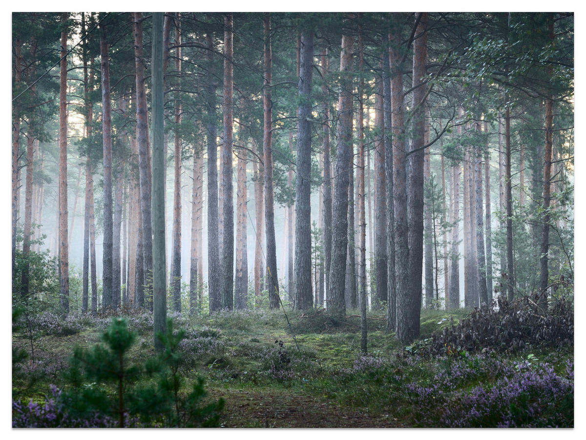 FOTOTAPETE für Wohnzimmer Nebelwald mit Bäumen Moos Grün 300x210 - Grau/Grün, Papier (300/210cm) - Muralo