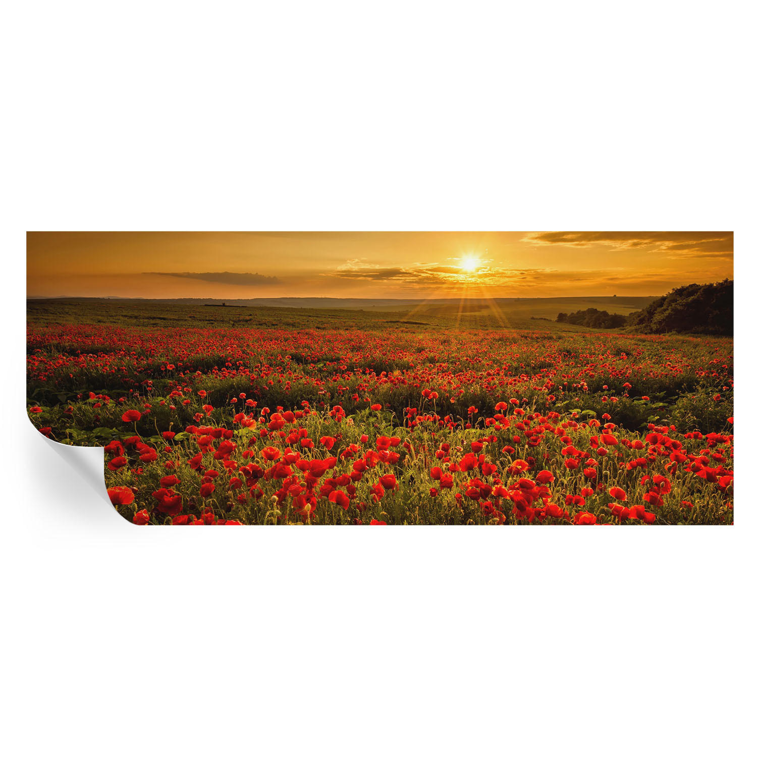 FOTOTAPETE 250x104 cm - Mohnfeld - Rot, Textil (250/104cm) - Wallfluent