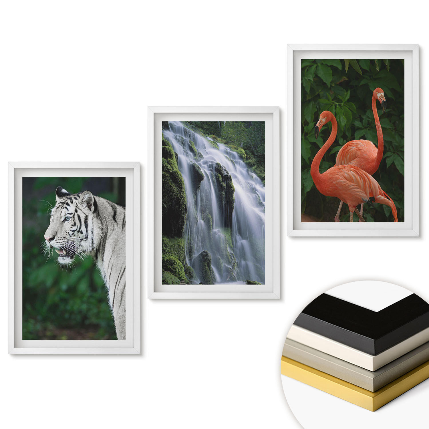 WANDBILDER 3er-Set - 40x60 cm Weißer Rahmen - Tiger Wasserfall Flamingos Natur - Weiß, Kunststoff (40/60cm) - ArtPrintCave